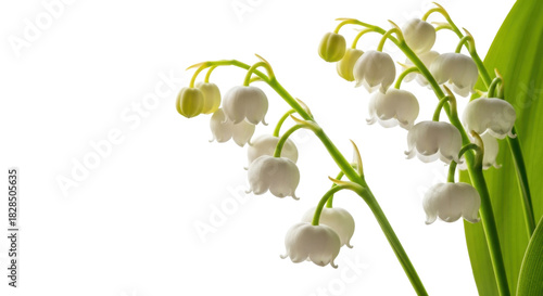 Isolated closeup of lily of the valley flowers, bell-shaped blooms, and vibrant green foliage