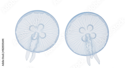 Isolated pair of jellyfish illustrations, floating in the ocean, marine creatures, clear