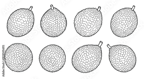 Collection of eight hand drawn botanical illustrations of oval shaped seeds or fruits