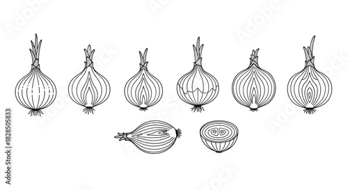 Vintage botanical illustration of various onions and shallots in a row