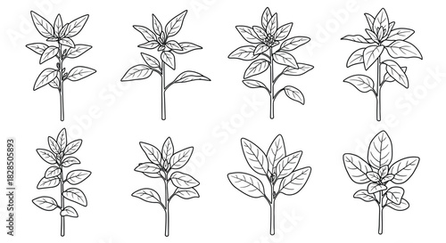 Collection of hand drawn botanical illustrations of oregano herb stems