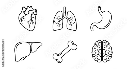 Linear drawings of internal organs including heart, lungs, brain, and more