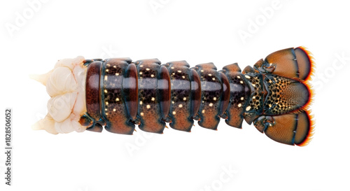 Obraz na plátně Isolated spiny lobster tail, viewed from above, ready to eat and enjoy in a meal