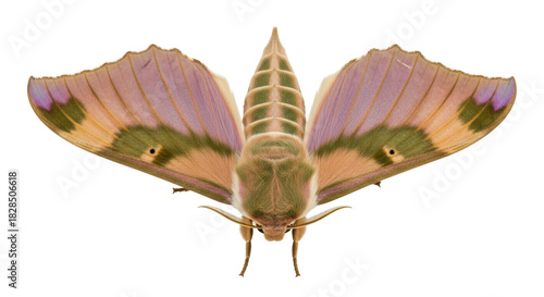 Bilde på lerret Isolated Lime Hawkmoth, moth in resting position displaying camouflage coloring