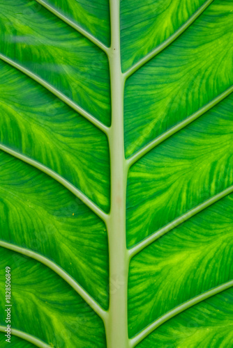 The leaves of the green bon tree