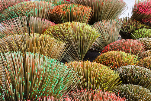 Krajood trees that are dry