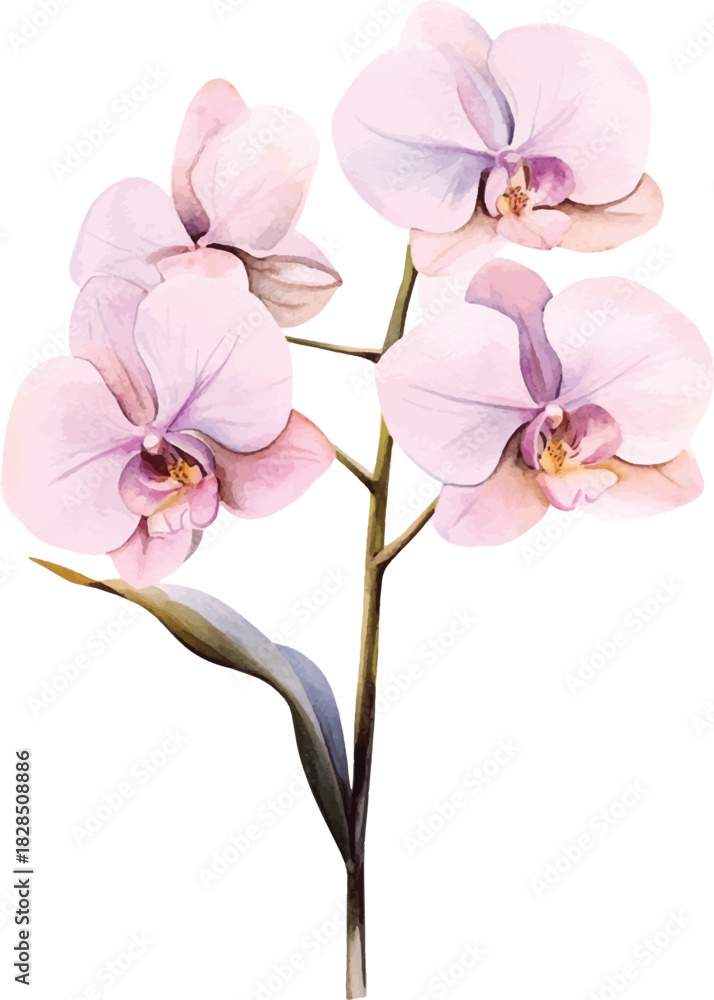 Obraz premium Elegant Pink Phalaenopsis Orchid Branch