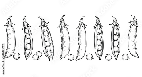 Hand drawn illustration of fresh pea pods and peas on a white background