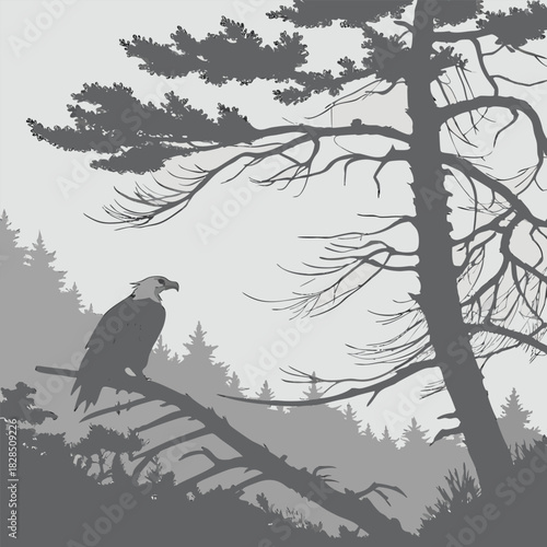 Eagle Perched On A Branch In A Misty Forest Landscape Silhouette bird raptor
