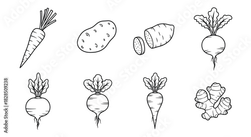 Hand drawn sketch collection of root vegetables and potatoes