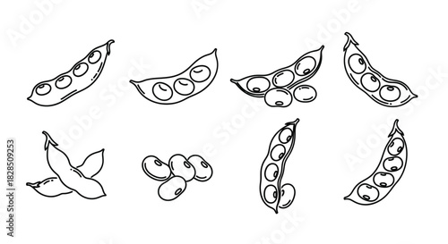 Hand drawn sketch of edamame pods and beans on a white background