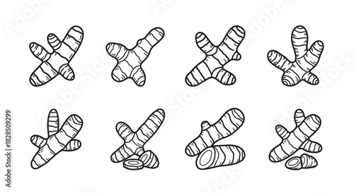 Collection of hand drawn ginger root illustrations in various poses