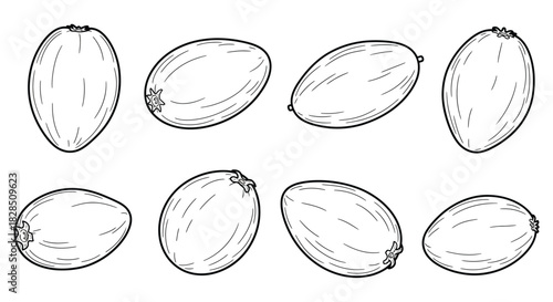 Collection of hand drawn avocado seeds isolated on white background