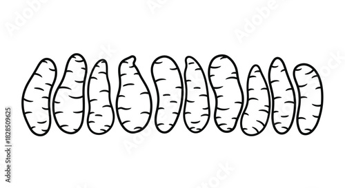 Row of hand drawn carrots in black and white outline style