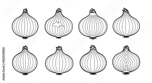 Eight hand drawn black and white onions arranged in two rows