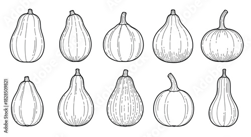 Collection of hand drawn illustrations of various gourds and pumpkins