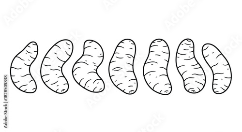 Hand drawn illustration of peeled mandarin orange segments lined up