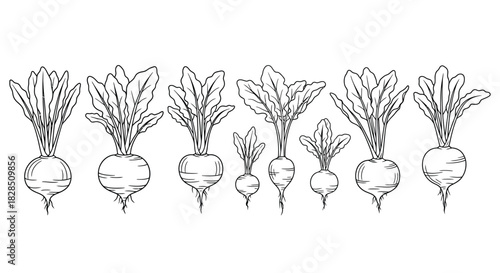 Hand drawn sketch of a variety of root vegetables with green tops