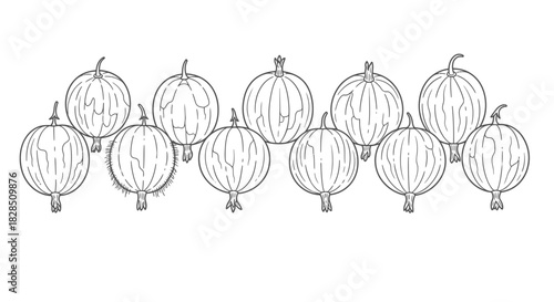 Hand drawn sketch of gooseberries in a row