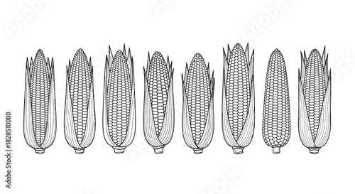Row of hand drawn corn cobs in black and white sketch style