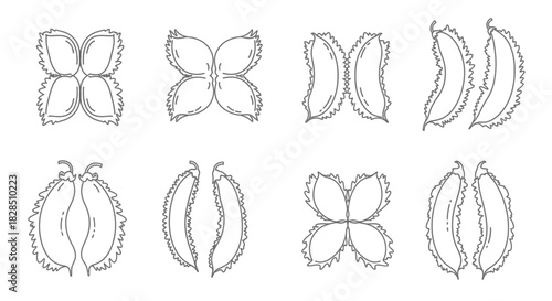 Collection of eight hand drawn botanical illustrations of seed pods and flowers