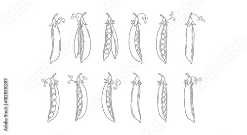 Collection of hand drawn asparagus spears in a sketch style on a white background