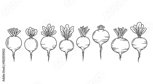 Hand drawn sketch of fresh radishes in a row