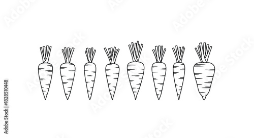 Hand drawn sketch of fresh carrots lined up on white background