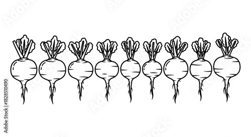 Hand drawn row of fresh radishes with green tops