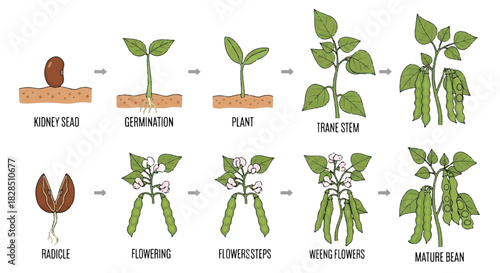 Detailed bean plant growth lifecycle stages, showing germination from seed to mature green pods and flowering, presented as a flat vector illustration on a plain background.
