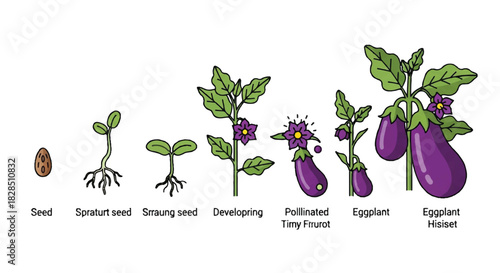 Eggplant life cycle vector infographic illustrating the growth stages from tiny seed to fully mature vegetable, featuring green leaves and purple fruit on a clean white background.