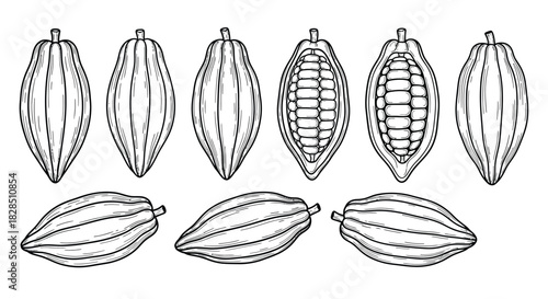 Hand drawn cocoa pods and beans illustration set