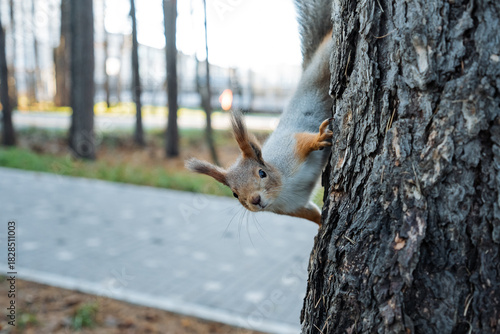 energetic squirrel gazing sideways while hanging onto tree in lively city park environment