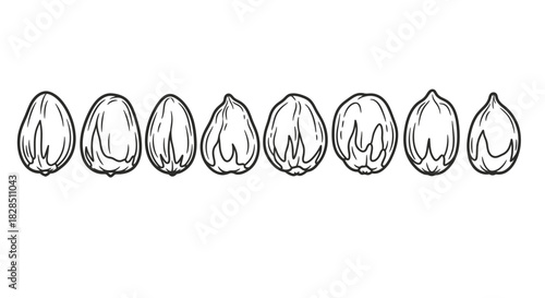 Row of hand drawn almond nuts in black and white illustration