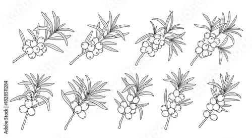 Collection of hand drawn botanical illustrations of flowering branches with berries
