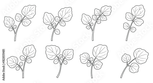 Collection of eight hand drawn botanical illustrations of leafy branches