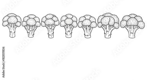 Row of hand drawn broccoli florets isolated on white background