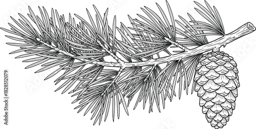 Hand drawn pine branch vector illustration, vintage botanical sketch of coniferous tree limb with needle leaves and hanging pinecone, black and white nature design element.