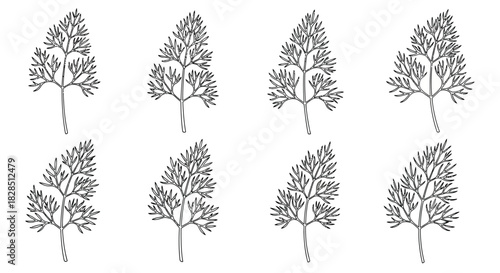 Collection of eight hand drawn dill sprigs in a botanical illustration style