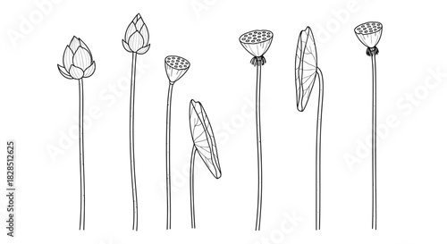 Collection of hand drawn botanical illustrations of seed pods and stems