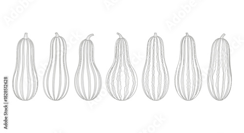Collection of hand drawn autumn gourds and squash in a row