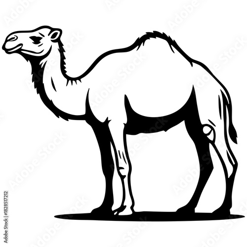 camel vector