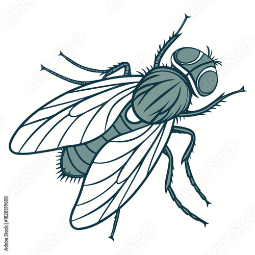 Vector illustration of a hairy housefly and a wasp insect on a white background.