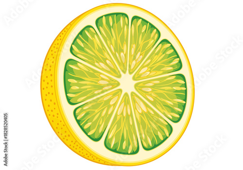 Juicy citrus fruit slice vector illustration
