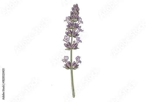 Elegant lavender sprig hand-drawn illustration