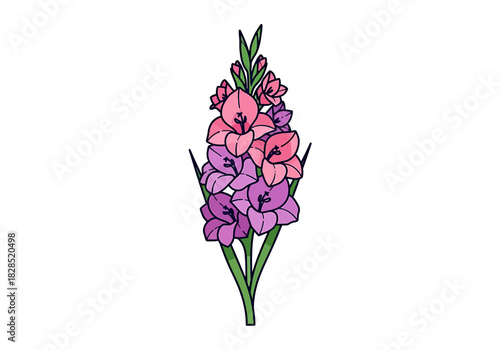 Gladiolus Flower Arrangement Illustration