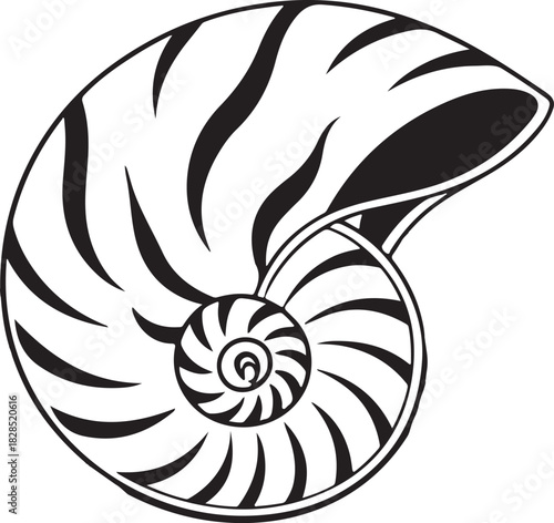 Nautilus shell vector illustration isolated on white, a spiral sea snail fossil pattern design object