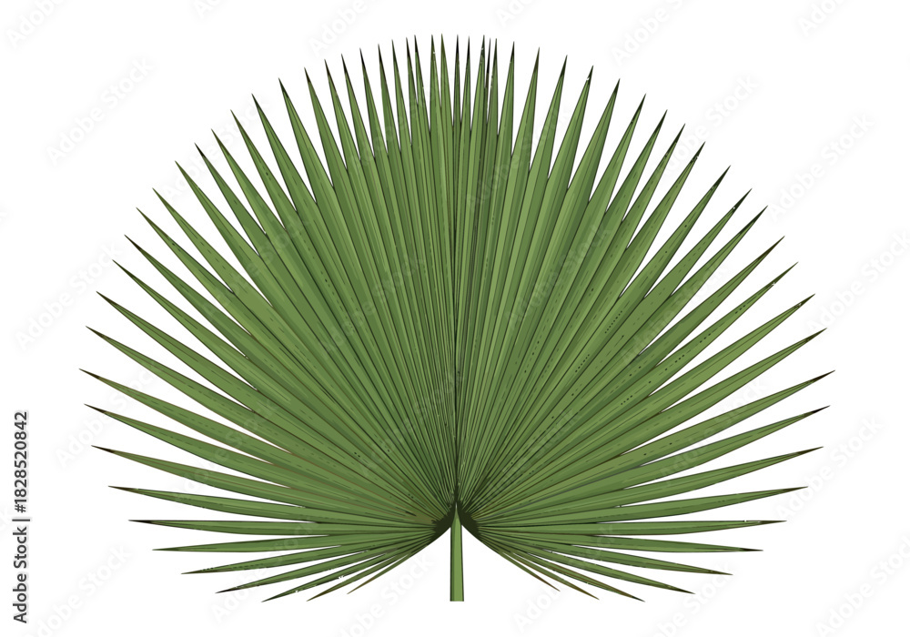 Obraz premium Tropical Palm Leaf Illustration