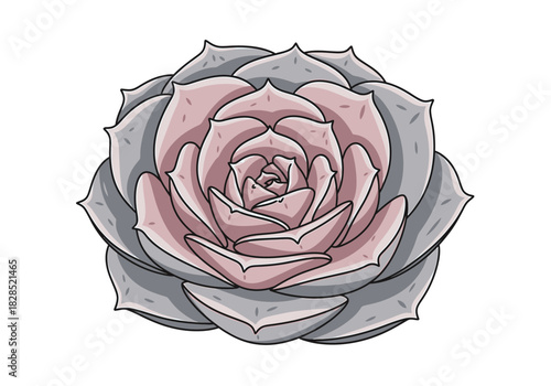 Stylized Echeveria Succulent Plant