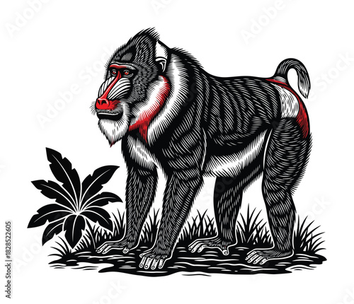 Mandrill monkey vector illustration primate wildlife animal drawing art eps silhouette